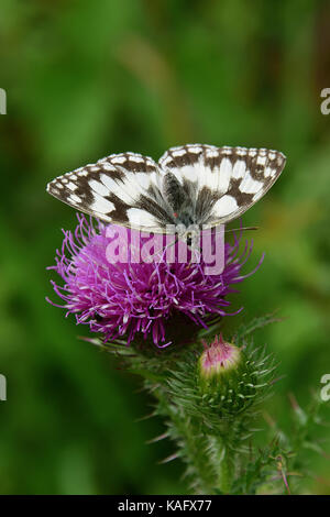 Schachbrettfalter (Melanargia galathea) auf eine Blume einer Distel Stockfoto