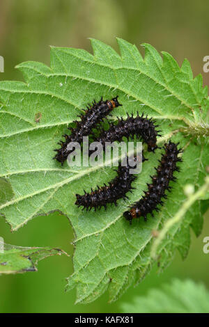 Karte Schmetterling (Araschnia levana) Raupen fressen in der Regel eine Brennnessel Stockfoto