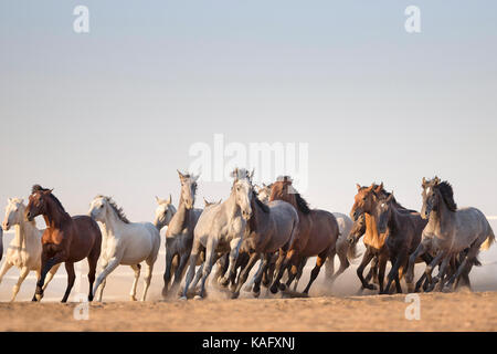 Reine Spanische Pferd, Andalusische. Herde von Jugendlichen Hengste gallopieren auf trockenem Boden. Spanien Stockfoto