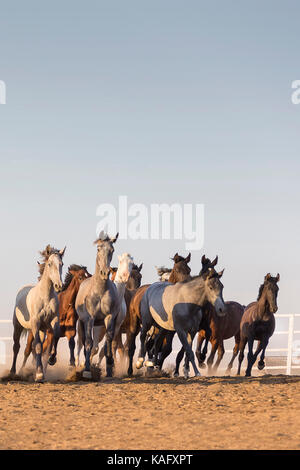 Reine Spanische Pferd, Andalusische. Herde von Jugendlichen Hengste Galopp auf sandigem Untergrund. Spanien Stockfoto