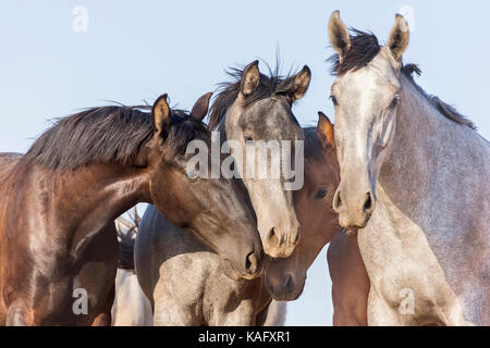 Reine Spanische Pferd, Andalusische. Portrait von drei Jugendliche Hengste auf der Weide. Spanien Stockfoto