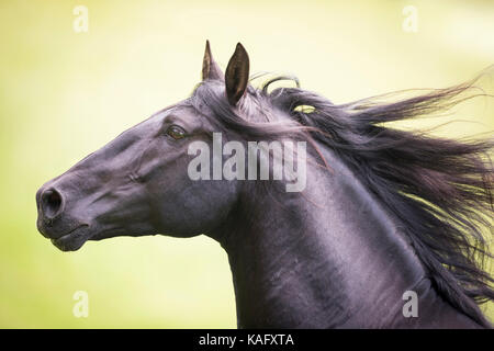 Reine Spanische Pferd, Andalusische. Schwarzer Hengst Galopp auf einer Weide, Portrait. Österreich Stockfoto