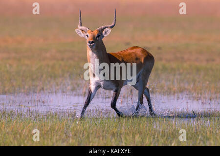 Red Letschwe (Kobus Leche Leche) Weibliche laufen durch die Süßwasser-Sumpf Stockfoto