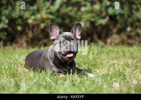 Französische Bulldogge. Männlicher Welpe liegend im Gras während keuchend. Deutschland Stockfoto