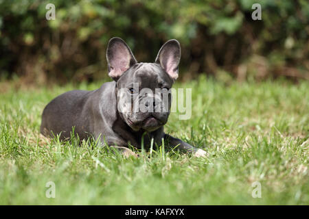 Französische Bulldogge. Männlichen Welpen im Gras liegen. Deutschland Stockfoto