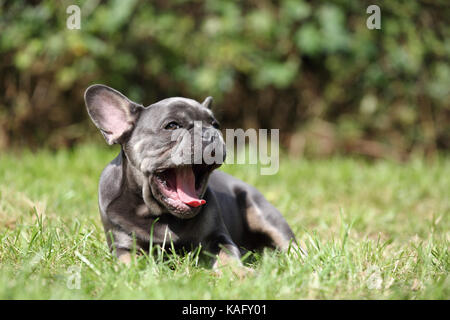 Französische Bulldogge. Welpe liegend im Gras beim Gähnen. Deutschland Stockfoto