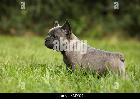 Französische Bulldogge. Welpe (6 Wochen alt) im Gras. Deutschland Stockfoto