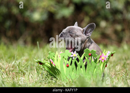 Französische Bulldogge. Welpe (6 Wochen alt) sitzt in einem Kranz von Gras und Blumen, aus Filz. Deutschland Stockfoto