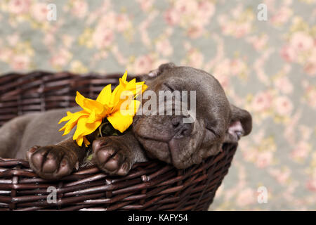 Französische Bulldogge. Welpe (6 Wochen alt) mit Sonnenblumen, in einem Korb schlafen auf einer Decke mit Rose Blume drucken. Deutschland Stockfoto