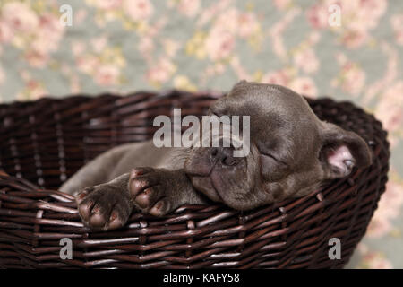 Französische Bulldogge. Welpe (6 Wochen alt) schläft in einem Korb auf einer Decke mit Rose Blume drucken. Deutschland Stockfoto