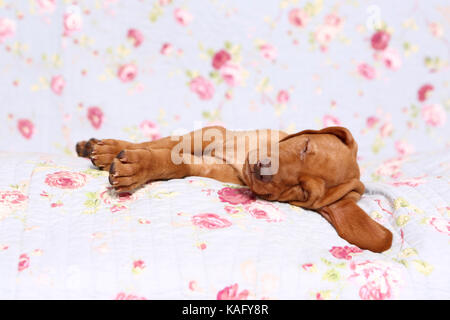 Vizsla. Welpe (6 Wochen alt) schläft auf einer blauen Decke mit Rose Blume drucken. Deutschland Stockfoto