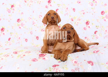 Vizsla. Zwei Welpen (6 Wochen alt) liegen und sitzen auf einer blauen Decke mit Rose Blume drucken. Deutschland Stockfoto