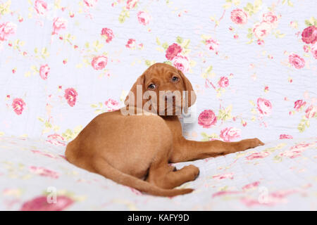 Vizsla. Welpe (6 Wochen alt) liegen auf einer blauen Decke mit Rose Blume drucken. Deutschland Stockfoto