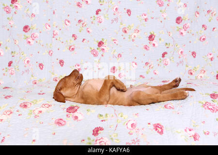 Vizsla. Welpe (6 Wochen alt) schläft auf einer blauen Decke mit Rose Blume drucken. Deutschland Stockfoto