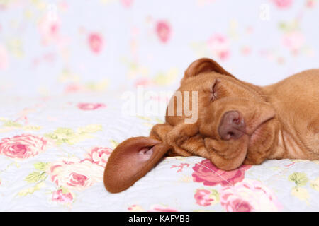 Vizsla. Welpe (6 Wochen alt) schläft auf einer blauen Decke mit Rose Blume drucken. Deutschland Stockfoto