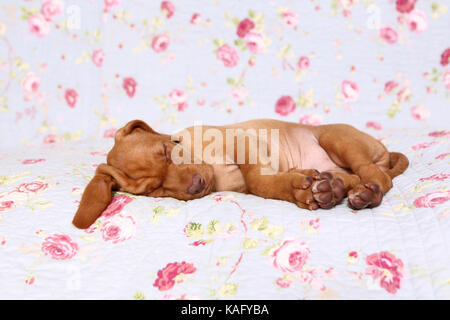 Vizsla. Welpe (6 Wochen alt) schläft auf einer blauen Decke mit Rose Blume drucken. Deutschland Stockfoto