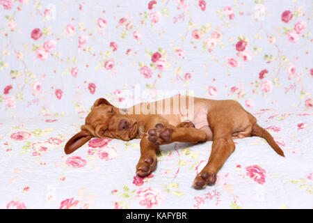 Vizsla. Welpe (6 Wochen alt) schläft auf einer blauen Decke mit Rose Blume drucken. Deutschland Stockfoto