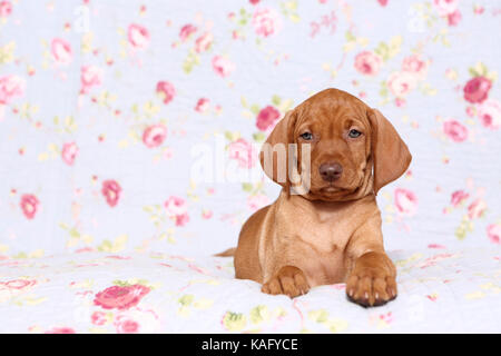 Vizsla. Welpe (6 Wochen alt) liegen auf einer blauen Decke mit Rose Blume drucken. Deutschland Stockfoto