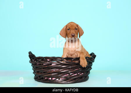 Vizsla. Welpe (6 Wochen alt) in einem Korb sitzen. Studio Bild, gegen einen hellblauen Hintergrund gesehen. Deutschland Stockfoto