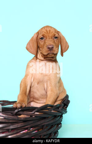 Vizsla. Welpe (6 Wochen alt) in einem Korb sitzen. Studio Bild, gegen einen hellblauen Hintergrund gesehen. Deutschland Stockfoto