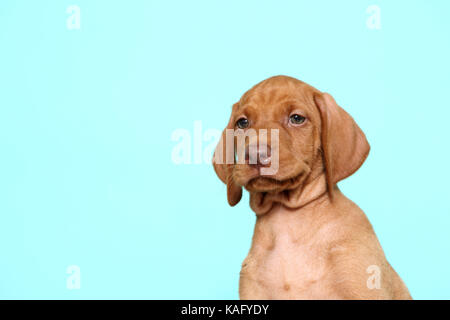 Vizsla. Porträt eines Welpen (6 Wochen alt). Studio Bild, gegen einen hellblauen Hintergrund gesehen. Deutschland Stockfoto