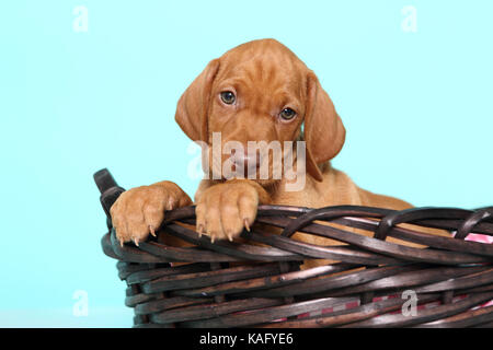 Vizsla. Welpe (6 Wochen alt) in einem Korb sitzen. Studio Bild, gegen einen hellblauen Hintergrund gesehen. Deutschland Stockfoto