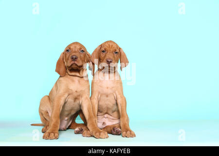 Vizsla. Zwei Welpen (6 Wochen alt) sitzen. Studio Bild, gegen einen hellblauen Hintergrund gesehen. Deutschland Stockfoto