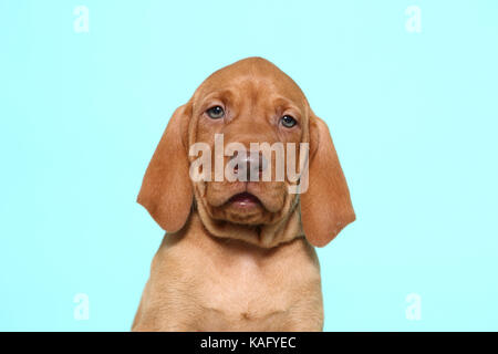 Vizsla. Porträt eines Welpen (6 Wochen alt). Studio Bild, gegen einen hellblauen Hintergrund gesehen. Deutschland Stockfoto