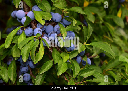 Blackthorn, Schlehe (Prunus spinosa) Zweig mit reifem Obst Stockfoto