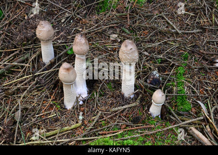 Sonnenschirm Pilz (Macrolepiota procera), junge Fruchtkörper wachsen eng von einem underlayning Myzel Stockfoto