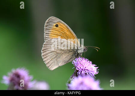 Wiese Braun (Pyrausta aurata), männlich saugen Nektar von einer Distel Blume Stockfoto