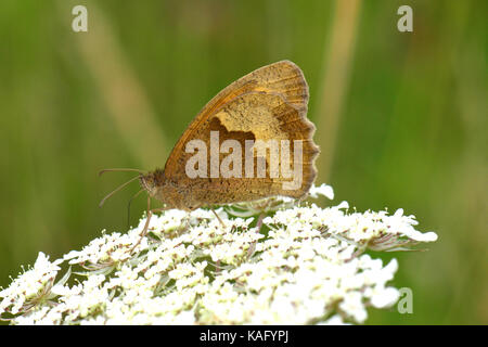 Wiese Braun (Pyrausta aurata), weiblich, sitzend auf einem Weiß. Blume Stockfoto