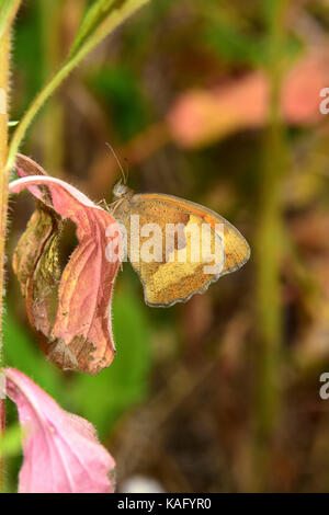 Wiese Braun (Pyrausta aurata), Weibliche ruht auf einem verdorrten Blatt Stockfoto