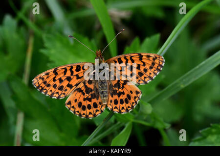 Queen od Spanien fritillary (Issoria lathonia, ceriagrion lathonia) unter einem Sonnenbad Stockfoto