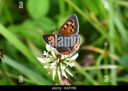 Kleine Kupfer Schmetterling (Lycaena phlaeas) auf Weißklee (Trifolium repens Stockfoto