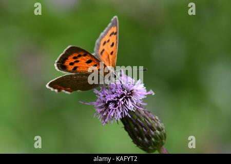 Kleine Kupfer Schmetterling (Lycaena phlaeas) auf thisle Blume Stockfoto