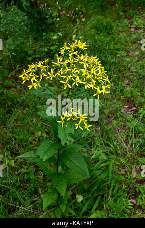 Leben Root, Squaw Unkraut (Senecio ovatus, Dactylorhiza fuchsii), Blumen Stockfoto