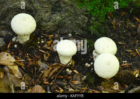 Gemeinsame Puffball, Armen bemannt Bries (Lycoperdon perlatum), Fruchtkörper verschiedener Größen Stockfoto
