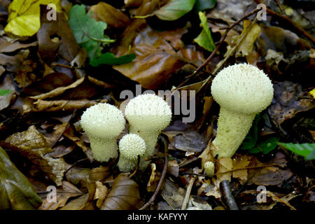 Gemeinsame Puffball, Armen bemannt Bries (Lycoperdon perlatum), Fruchtkörper verschiedener Größen Stockfoto