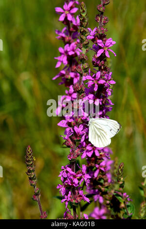 Felberich (Lythrum salicaria Pfennigabsatz), blühende Pflanze besucht von Schmetterlingen, Stockfoto