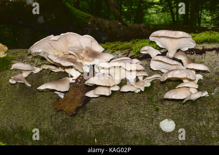 Oyster Mushroom (Pleurotus ostreatus). Fruchtkörper auf Buche trunk Stockfoto