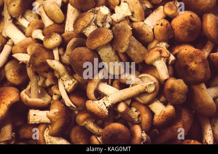 Getrocknete Honig Pilz armillaria Pilze auf alten hölzernen Hintergrund. Ernte frische Pilze. Armillaria Herbst. Stockfoto