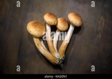 Einige frische essbare Honig agaric armillaria Steinpilzen liegen auf Holz- Hintergrund. Armillaria Herbst. Stockfoto
