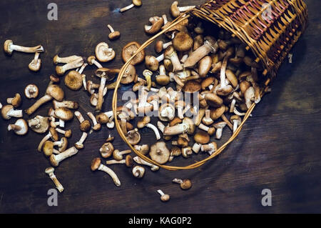Armillaria Mellea allgemein bekannt als Honig Pilz in der Gehäuften Weidenkorb. Die vollständige Weidenkorb von Pilzen natürliche Frische essbare Pilze Armil Stockfoto