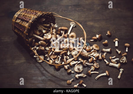 Weidenkorb mit frischen Pilzen Honig blätterpilze Herbst auf einem Holztisch. Stockfoto