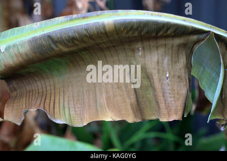 Frost beschädigt Ensete ventricosum, Abessinier banana palm leaf Stockfoto