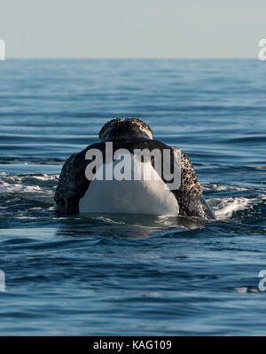 Vorne auf Schuß einen Southern Right Wal mit seiner Schnauze aus dem Wasser, es ist weiß und farbig markieren, die Halbinsel Valdes, Patagonien, Argentinien. Stockfoto