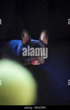 Kleine schwarze Französische Bulldogge suchen am Tennis ball auf Schwarz verschwommenen Hintergrund. Stockfoto