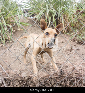Kleiner Hund Schutz remote Immobilie in Spanien Laut bellen hinter dem Zaun. Stockfoto