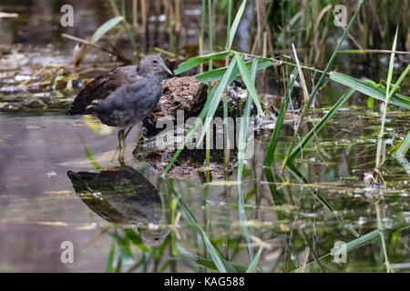 Juvenile sumpfhuhn Entlein auf Branchen mit Reflexion im noch ruhigen See Stockfoto